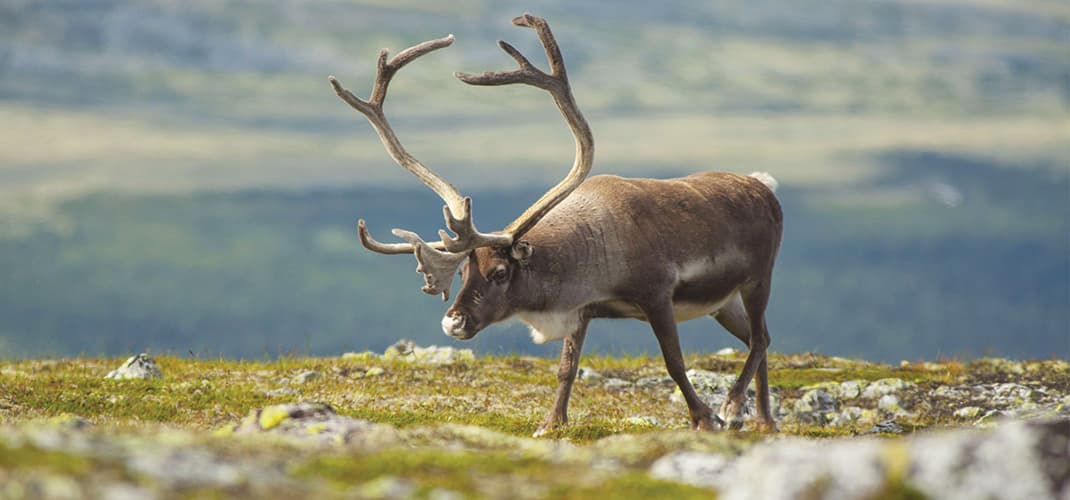 World of Reindeer, Finland